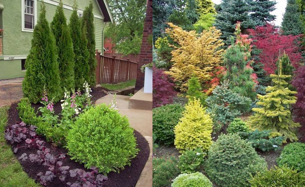 Marvelous Amazing Evergreen Garden