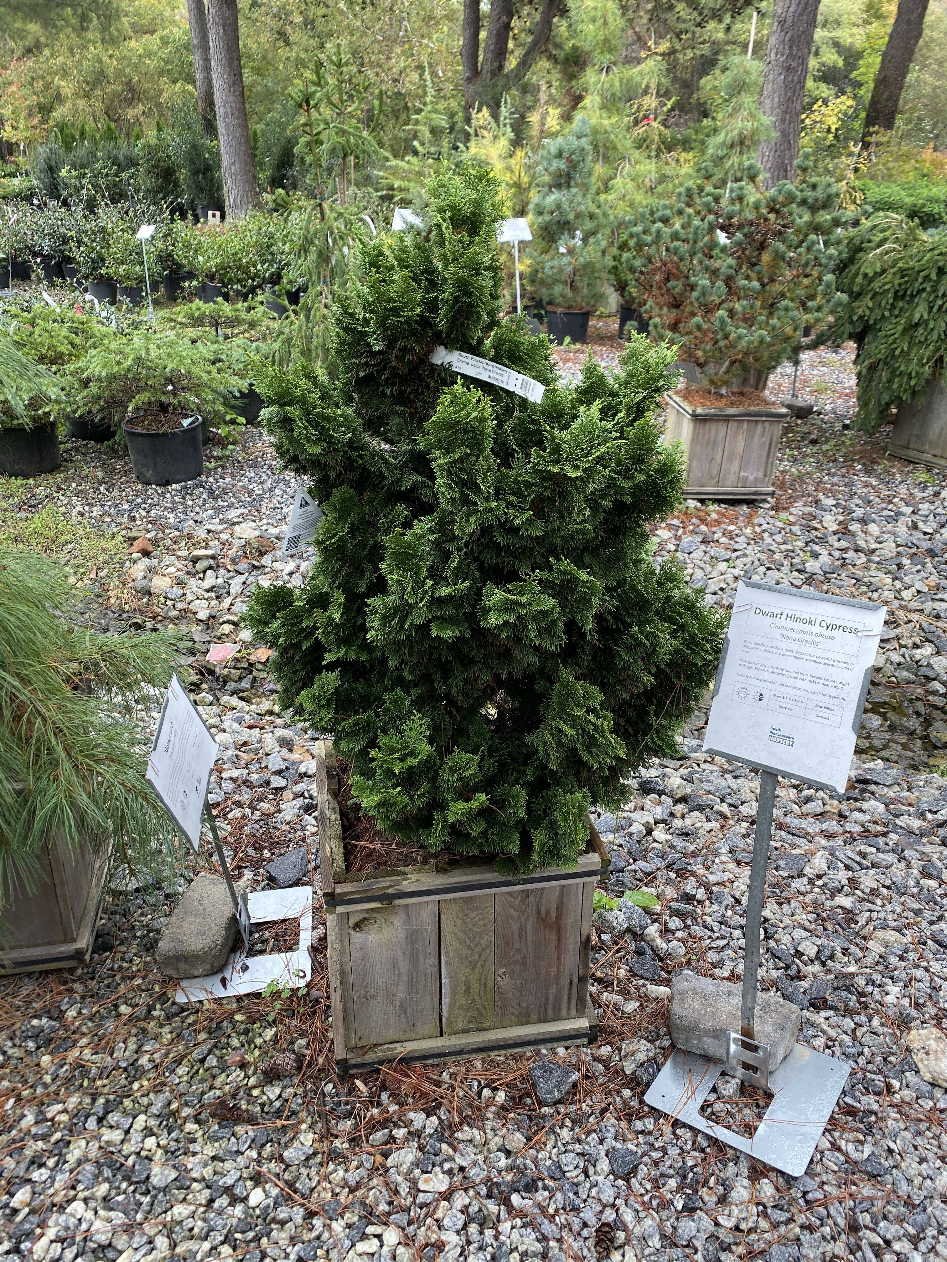 Italian Cypress Trees