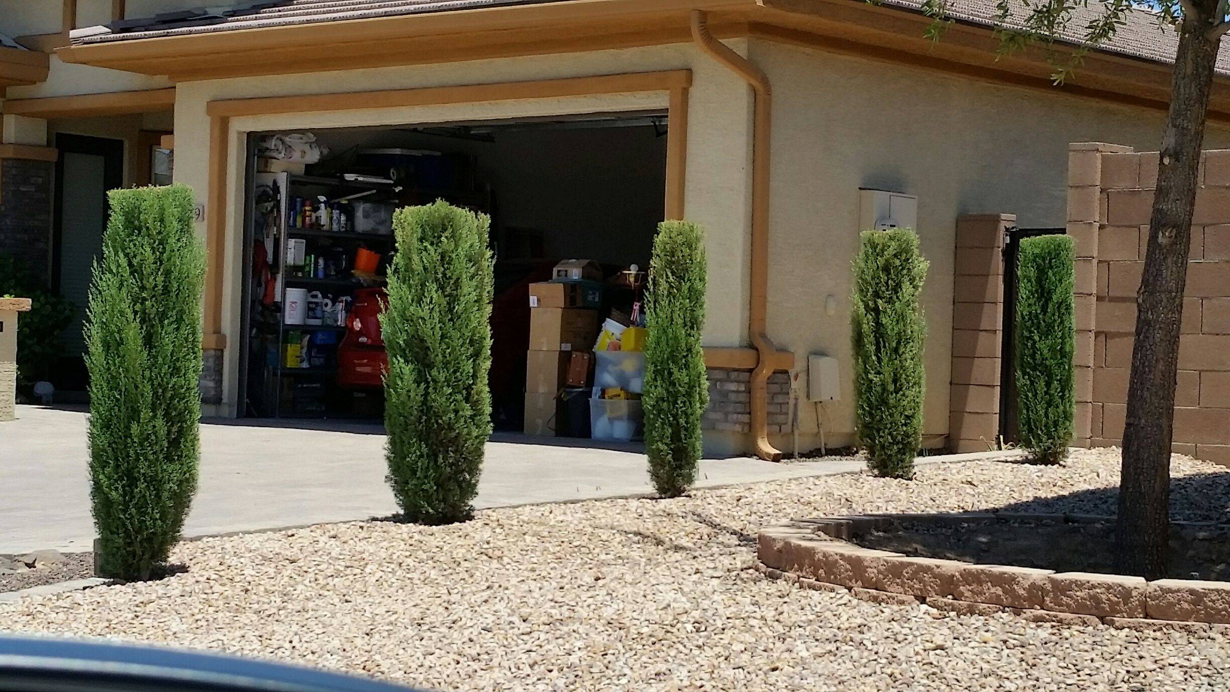 Italian Cypress Trees