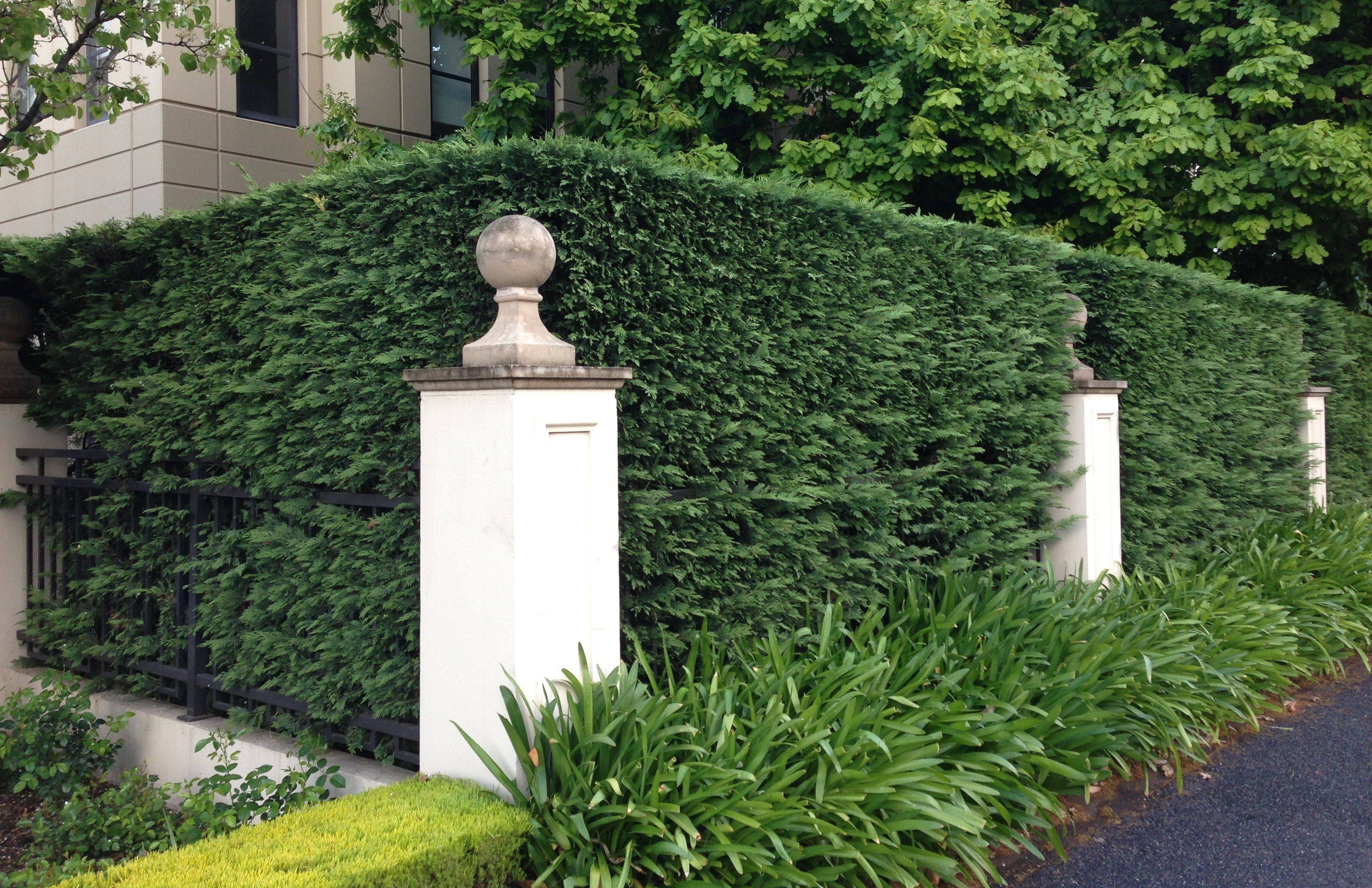 Italian Cypress Trees