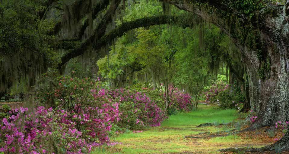 Magnolia Plantation And Gardens Reception Venues Charleston