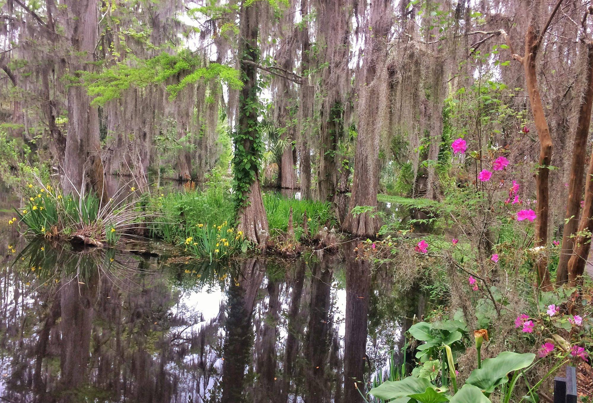 Magnolia Plantation