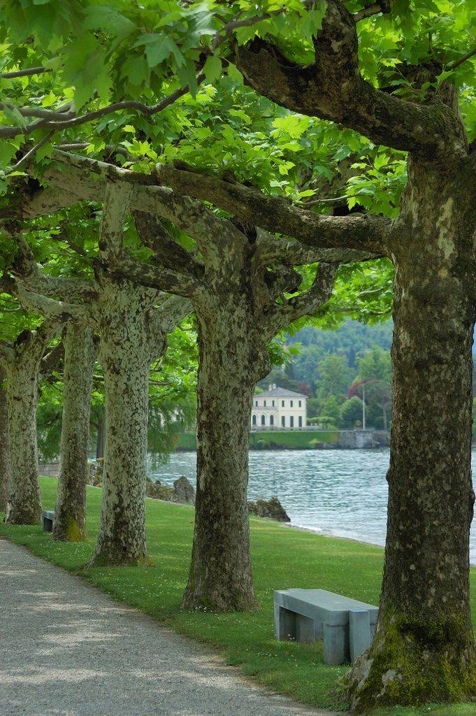Plane Tree Drive