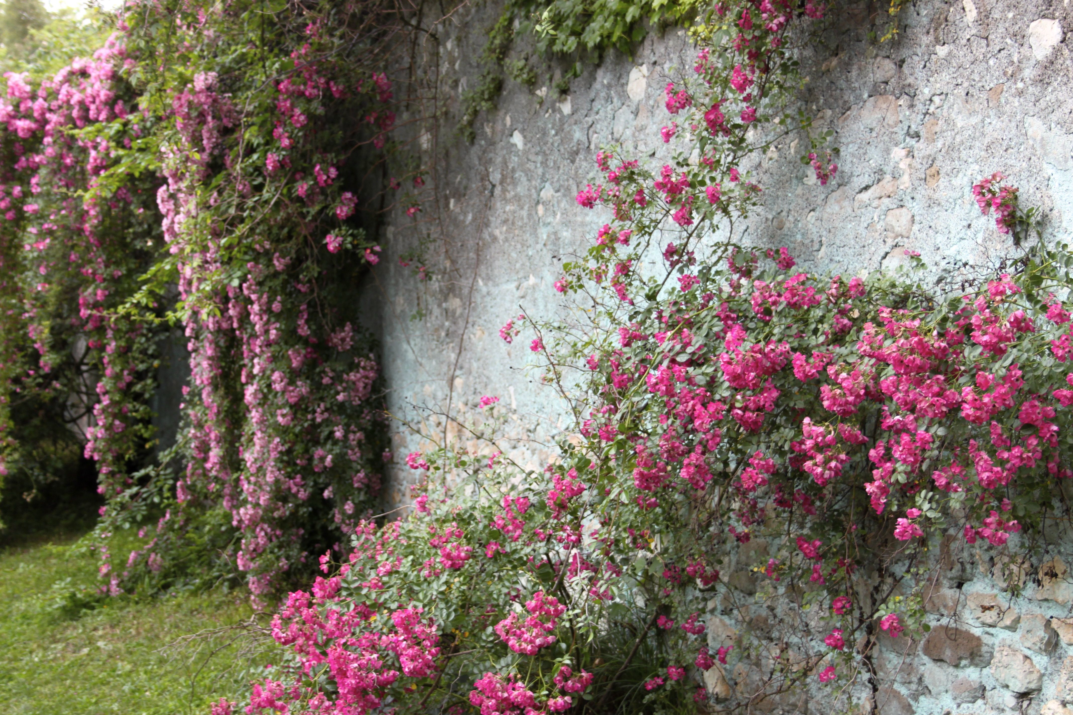 Garden Ideas