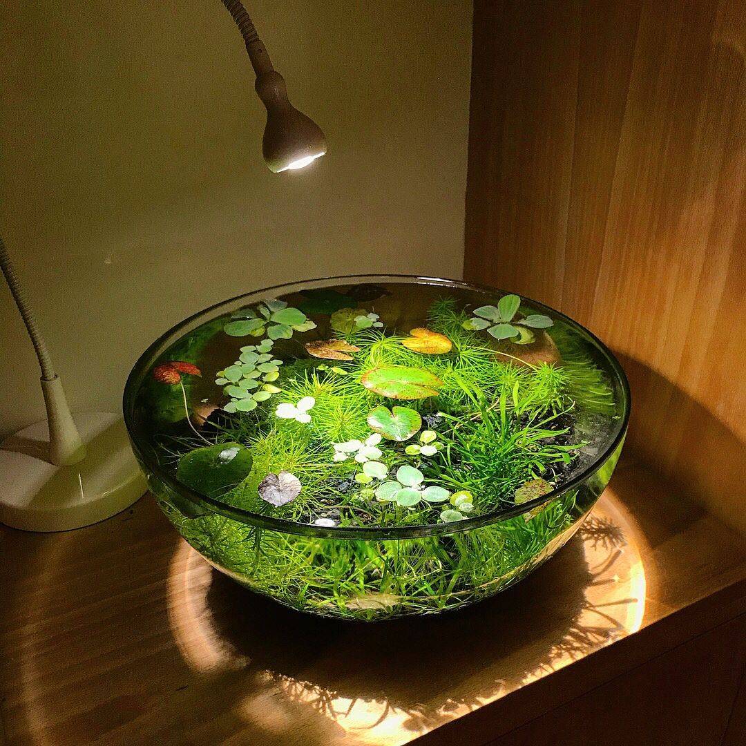 Pinterest Stone Bowl