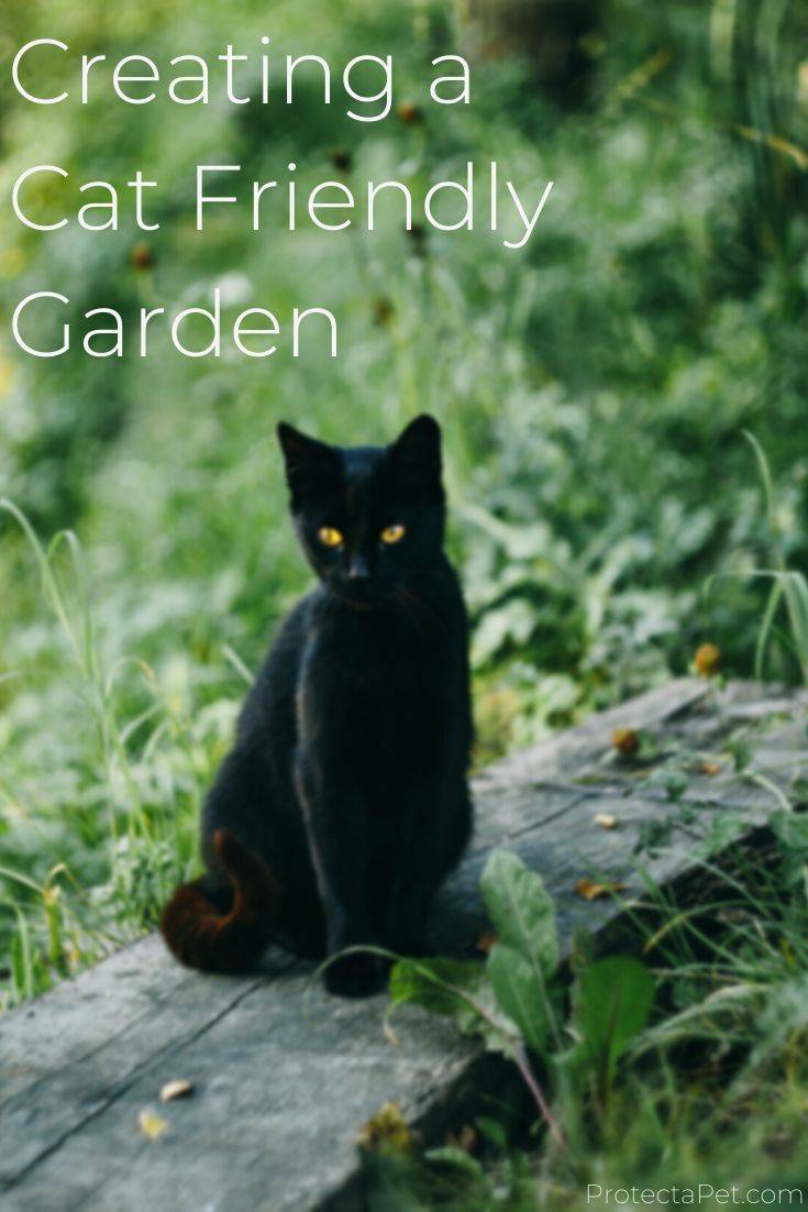 Our Cat Garden Youtube