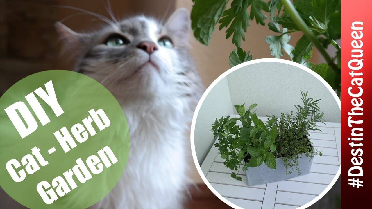 A Cat Friendly Garden Youtube