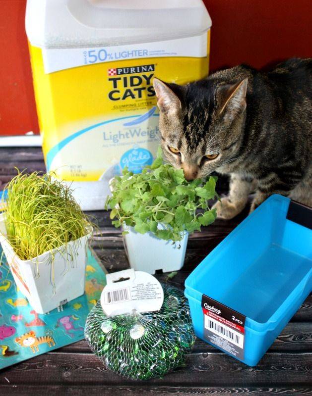 My Cat Indoor Garden
