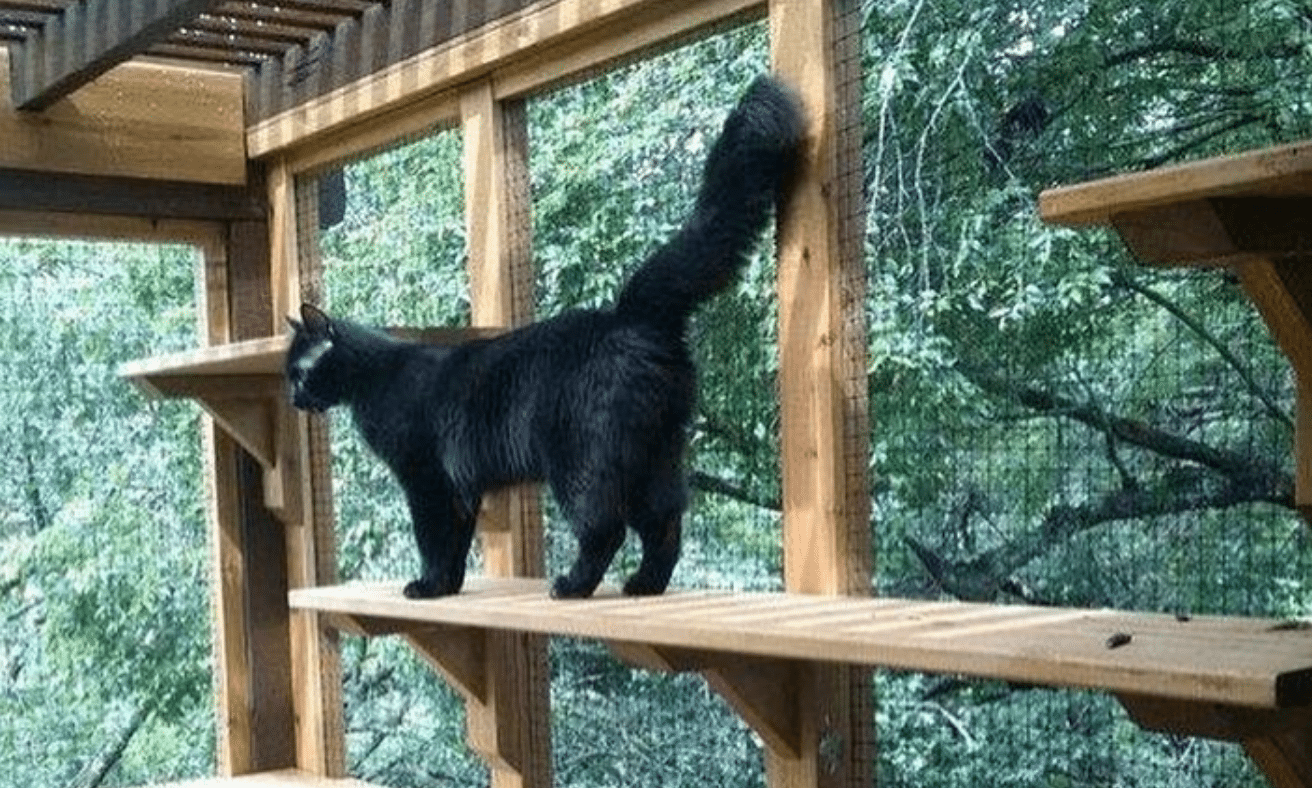 My Cat Indoor Garden