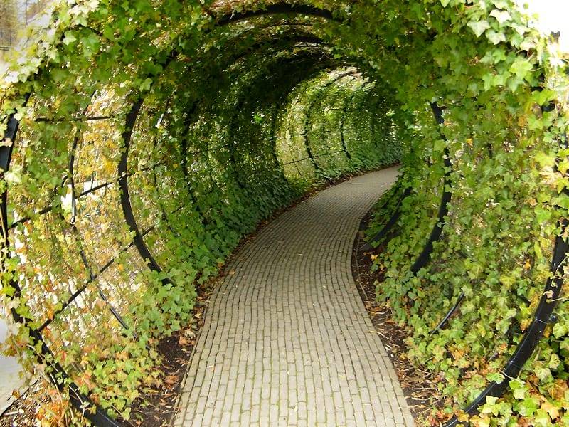 Medicines Medieval Roots