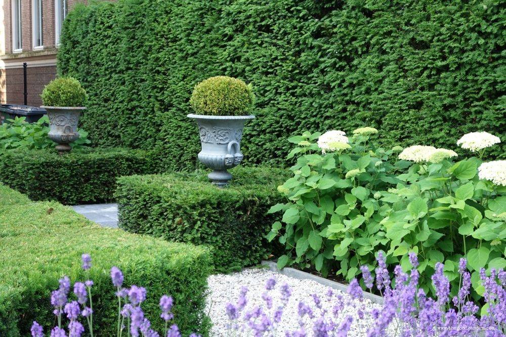 Incredible Garden Hedge Ideas