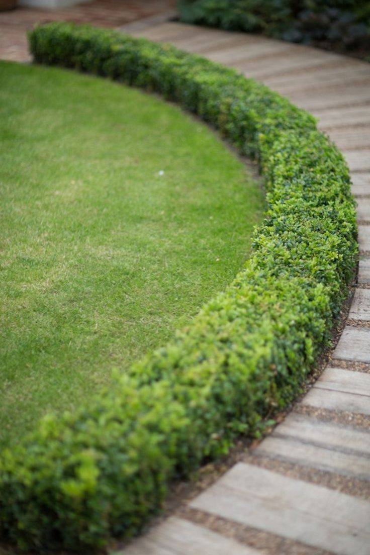 Boxwood Hedge Front Yard Landscaping Edina