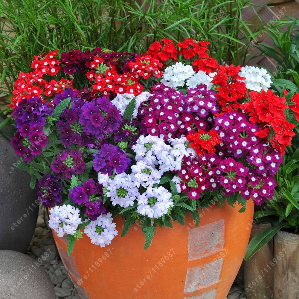 Coleus Geranium Verbena Container Gardening Flowers