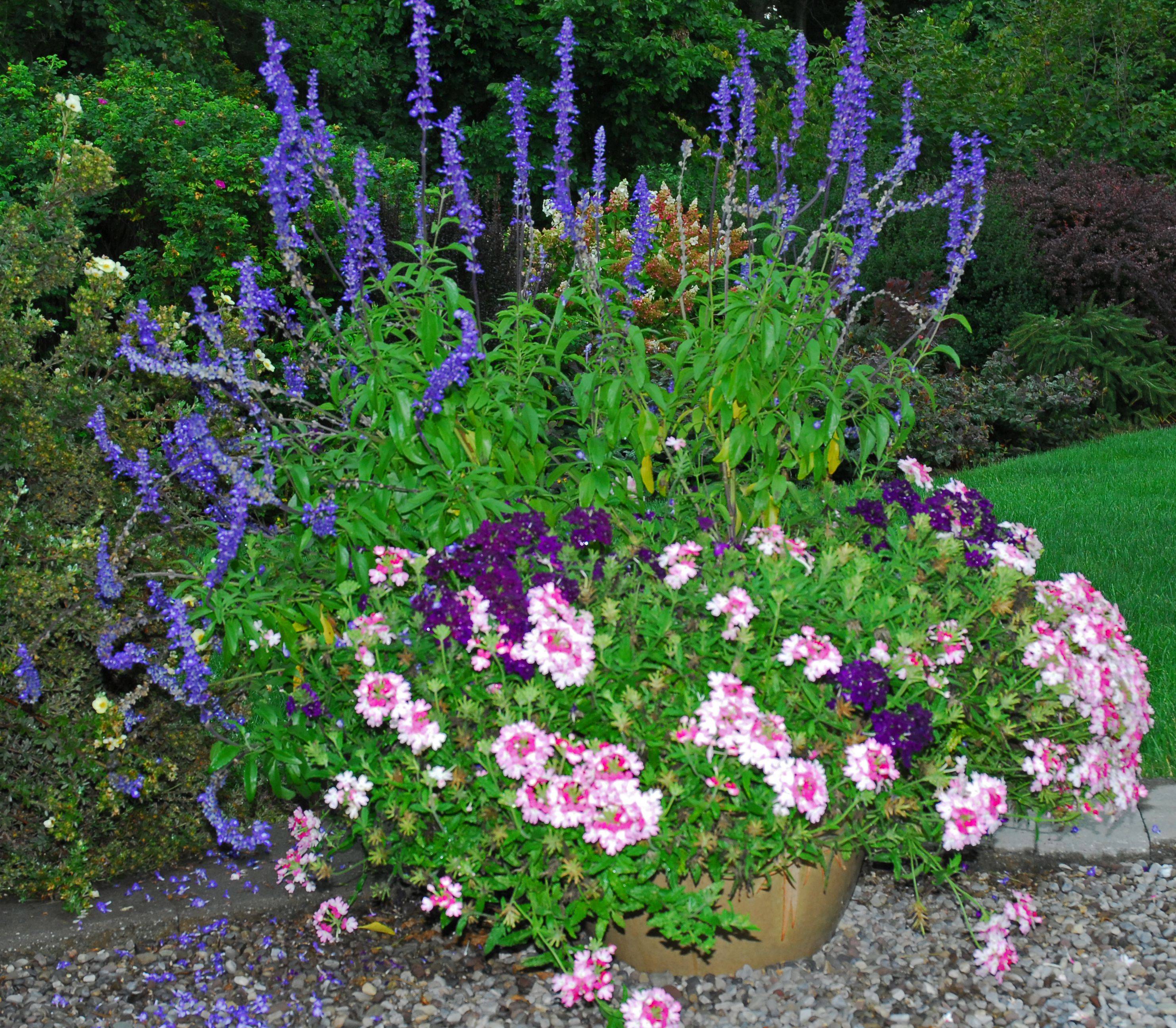 Fuschiacoloured Geraniums