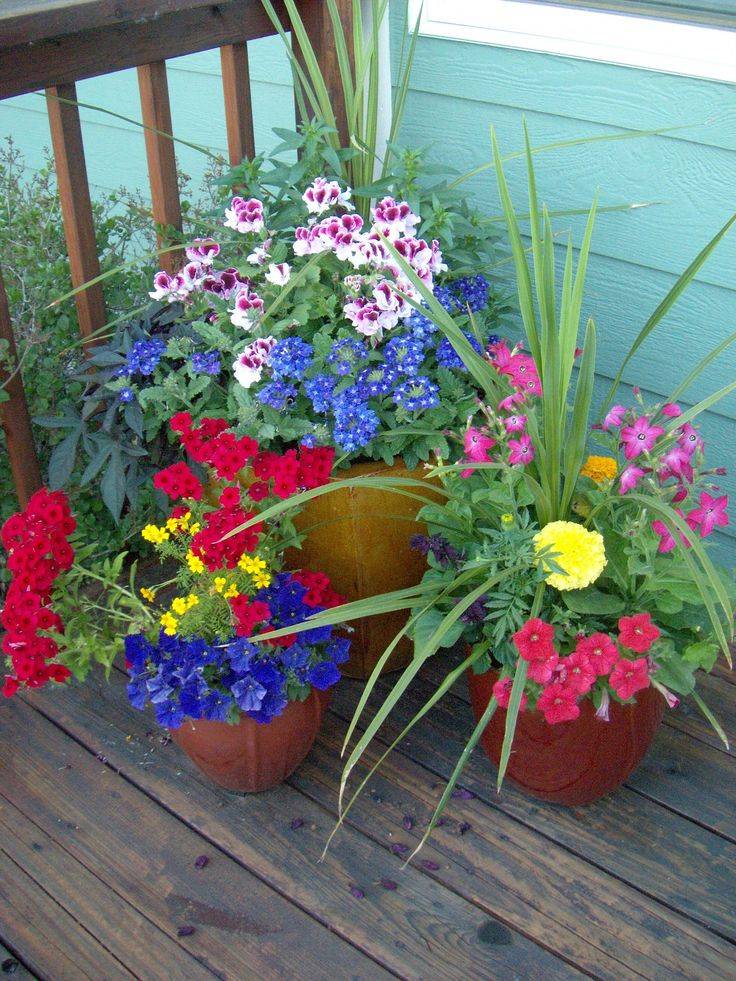 Petunia And Verbena Mixed Container Container Gardening