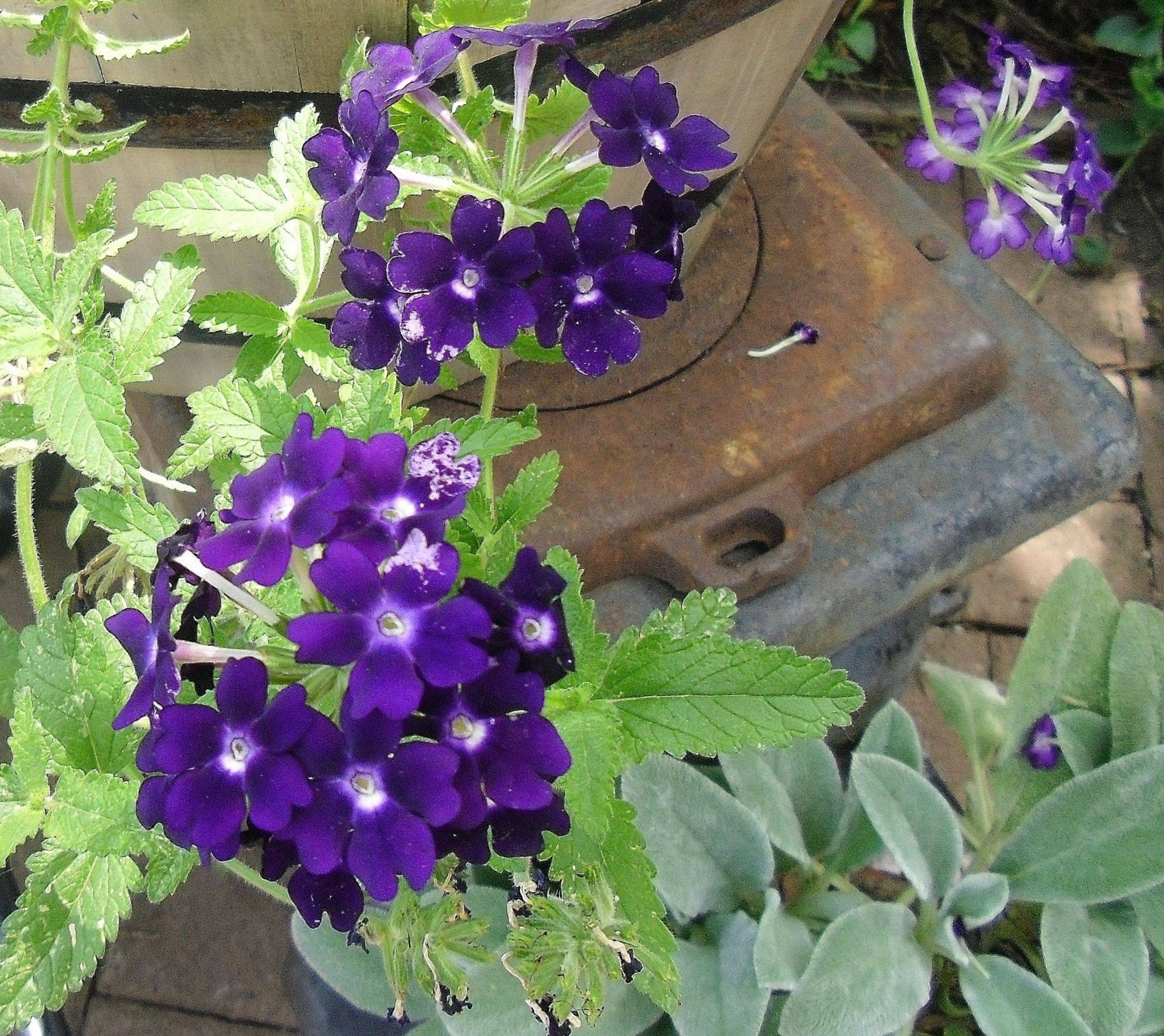 Pretty Black Coleus Lavender Scaveola