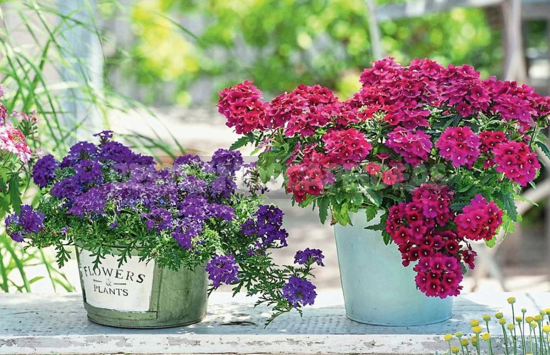 Purple Verbena