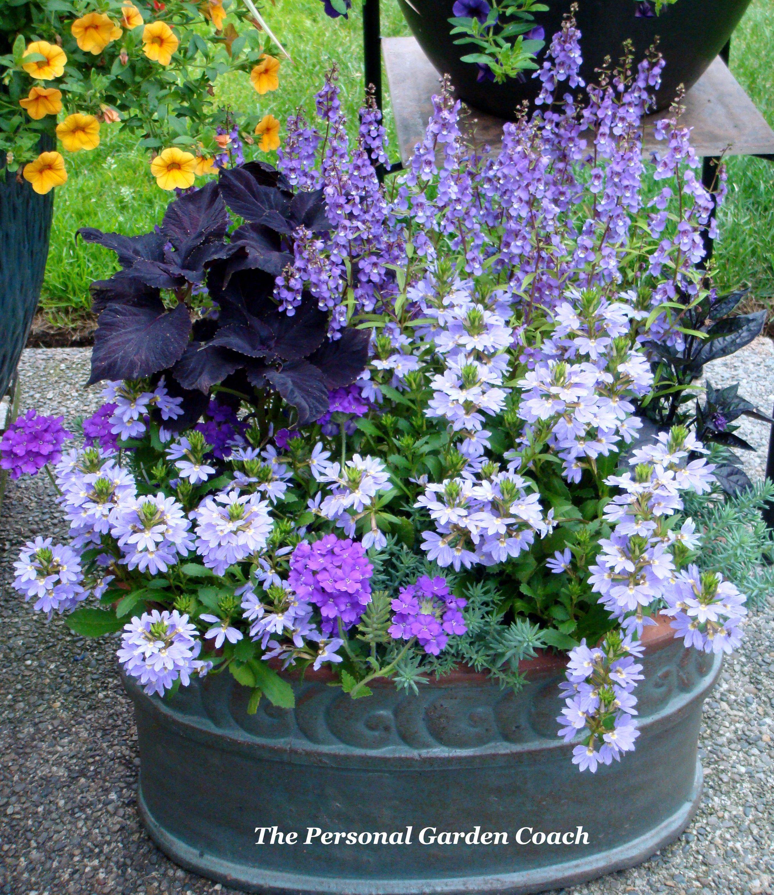 Verbena And Lantana Container Gardens