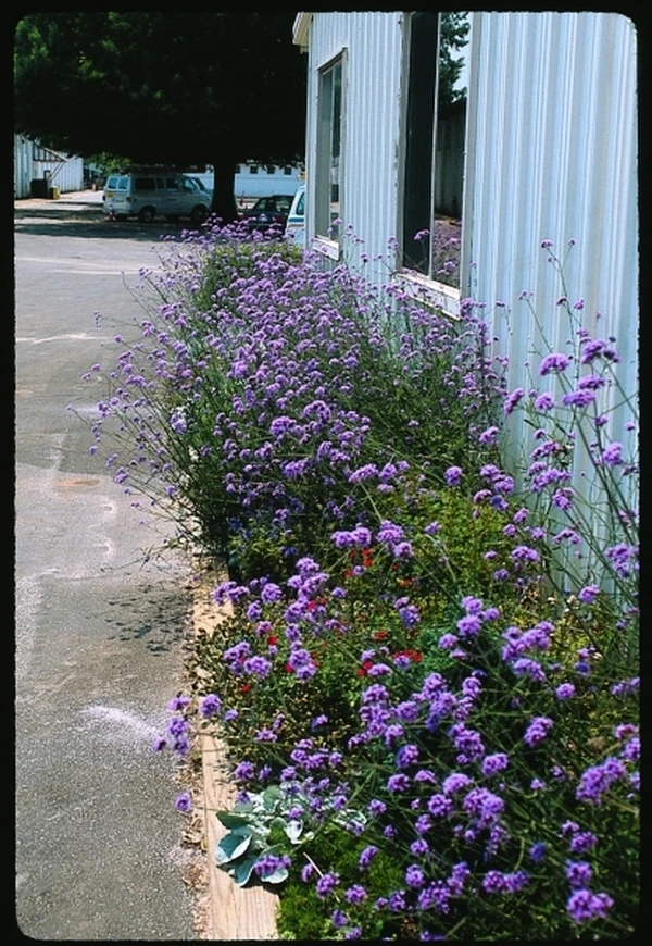 Verbena Bonariensis Ideas