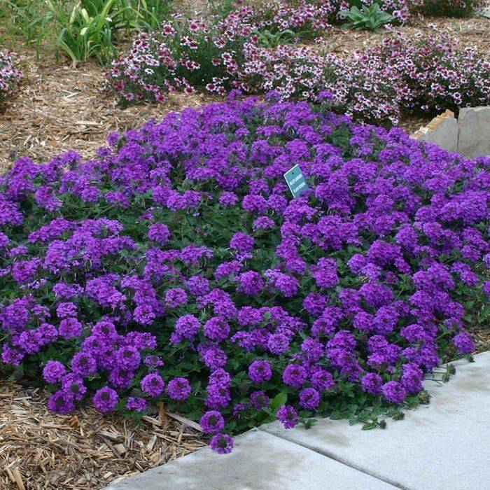 Verbena Bonariensis Verbena Bonariensis