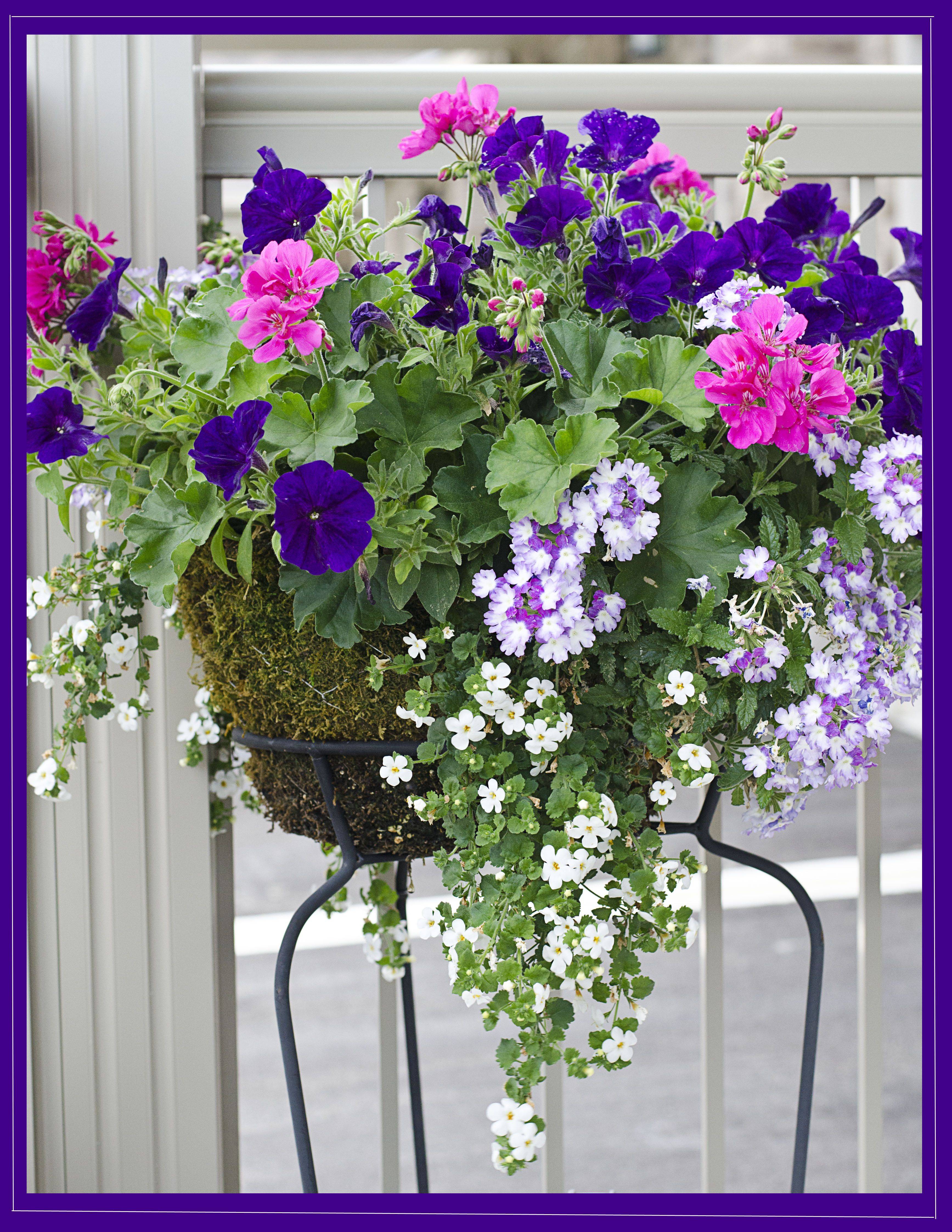 Verbena Hybrid Superbena Calibrachoa Diascia Container Gardening