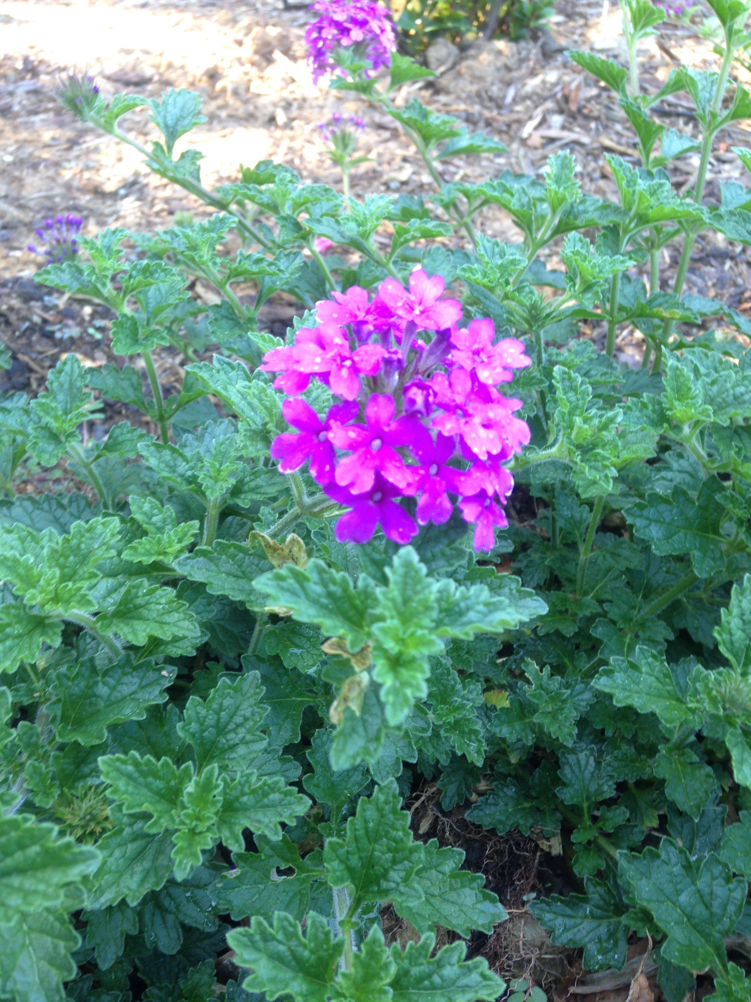 Verbena Plant Care Guide