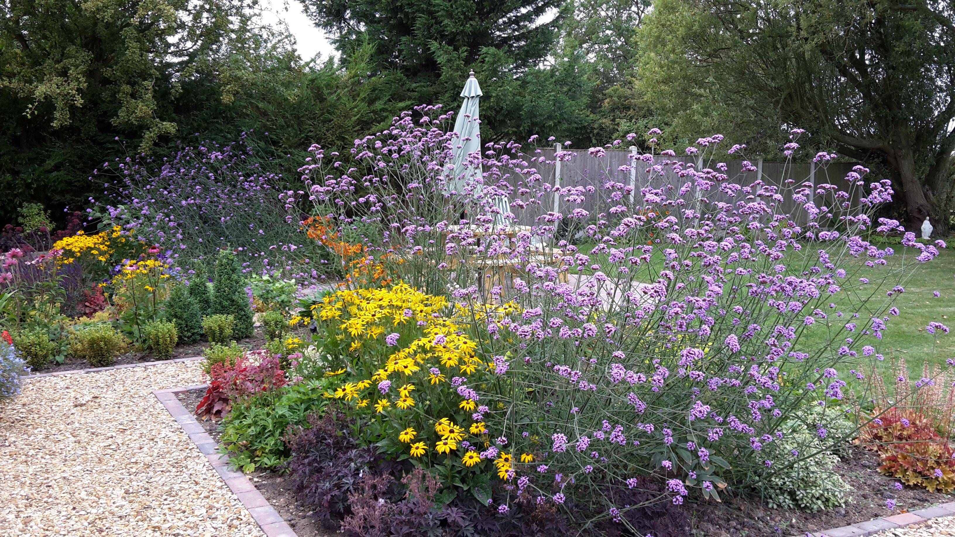 Verbena Plant Care