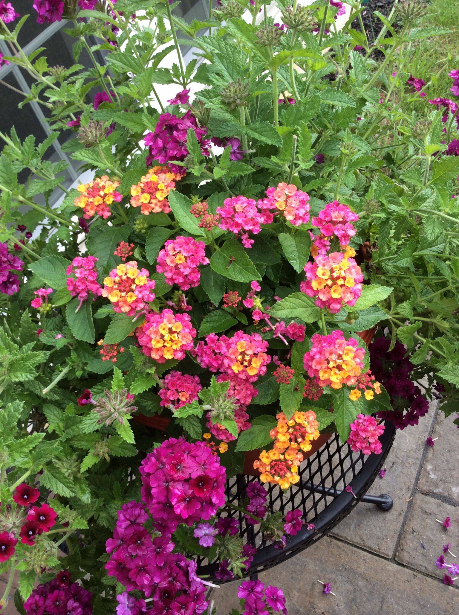 Verbena Superbena Sparkling Amethyst