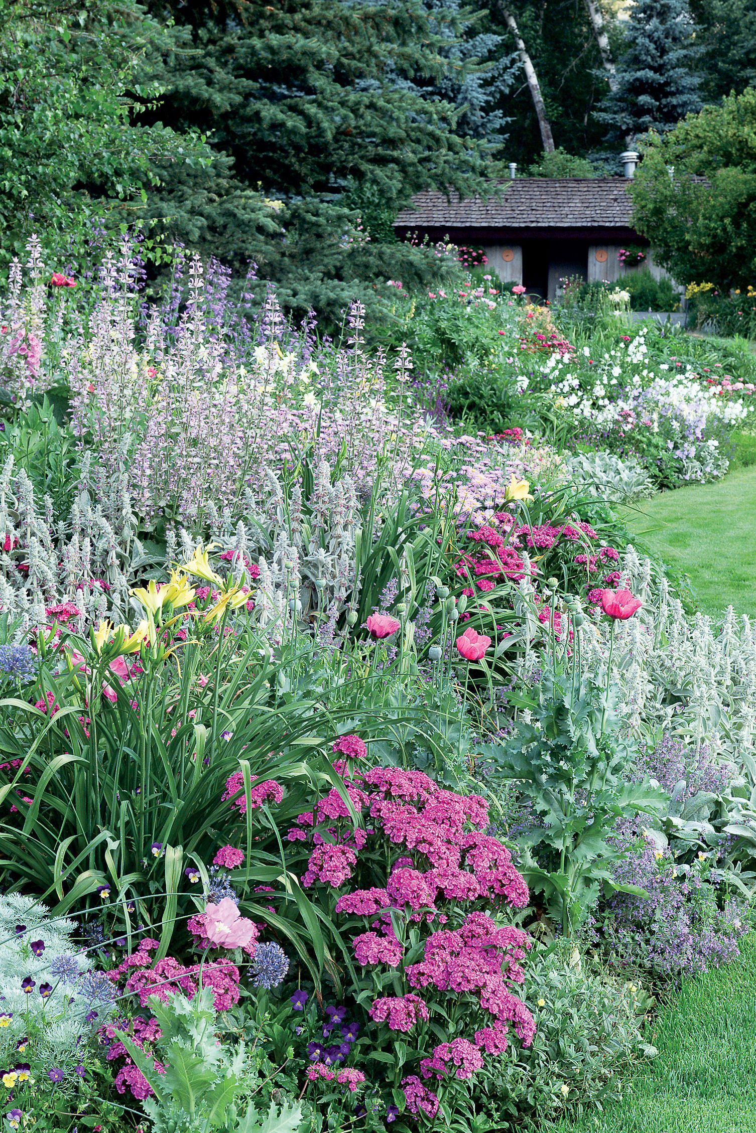 Beautiful Flowers
