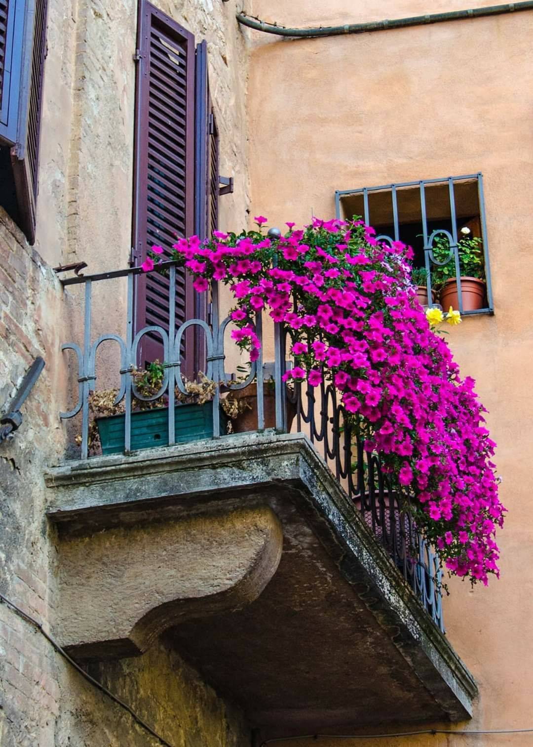 Window Boxes