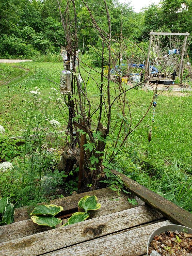 Arts And Crafts Garden Photos