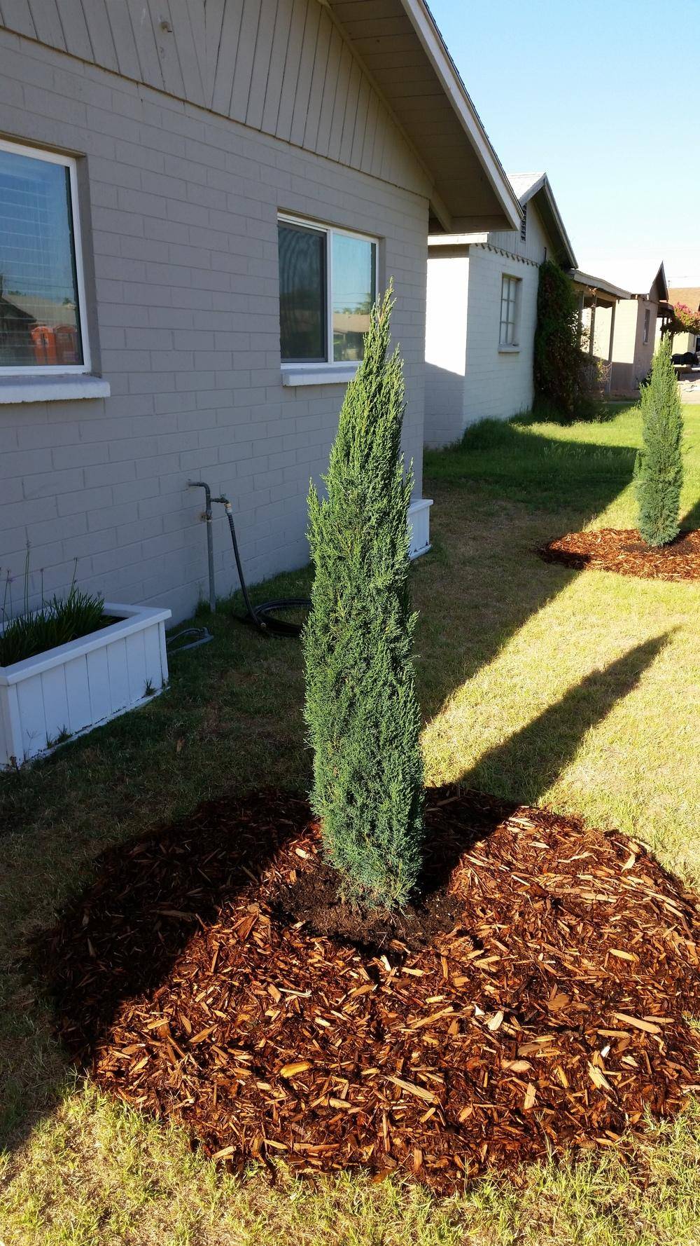 Pinterest Cypress Plant