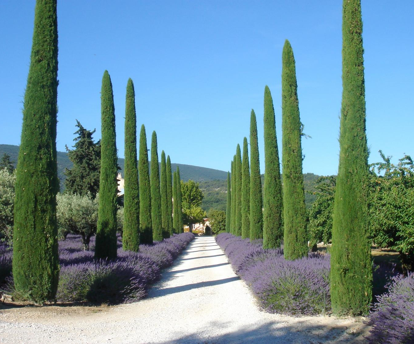 garden ideas with cypress trees