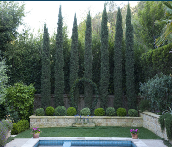 Italian Cypress Backyard Pool Landscaping