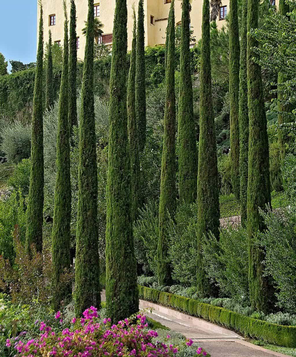 Italian Cypress Backyard Pool Landscaping