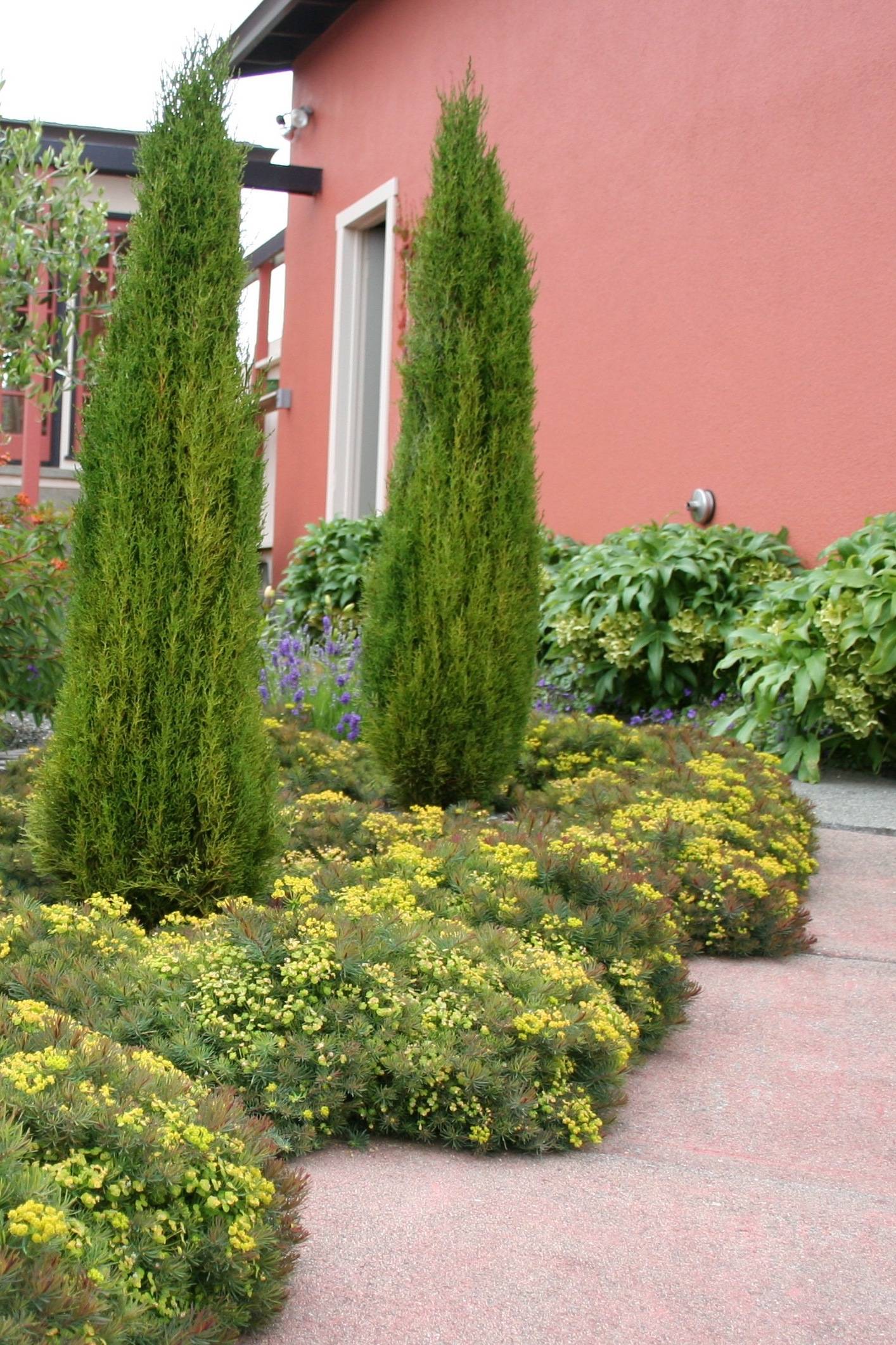 Italian Cypress Trees