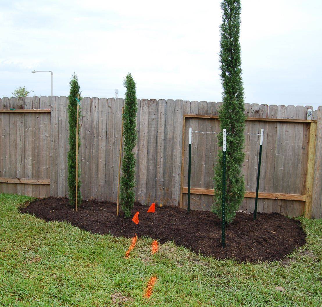Italian Cypress Trees