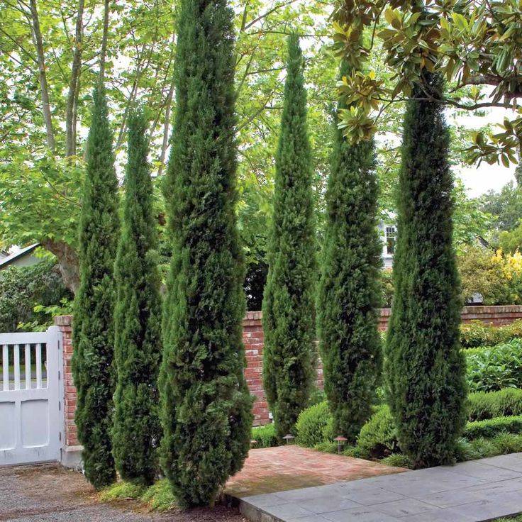 Tiny Tower Italian Cypress Italian Cypress Trees