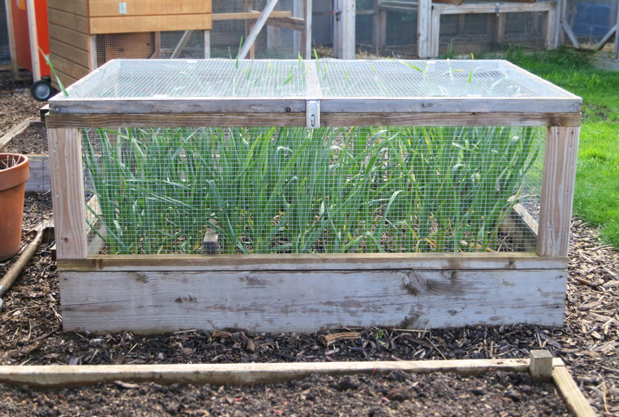 Diy Vegetable Garden Cage