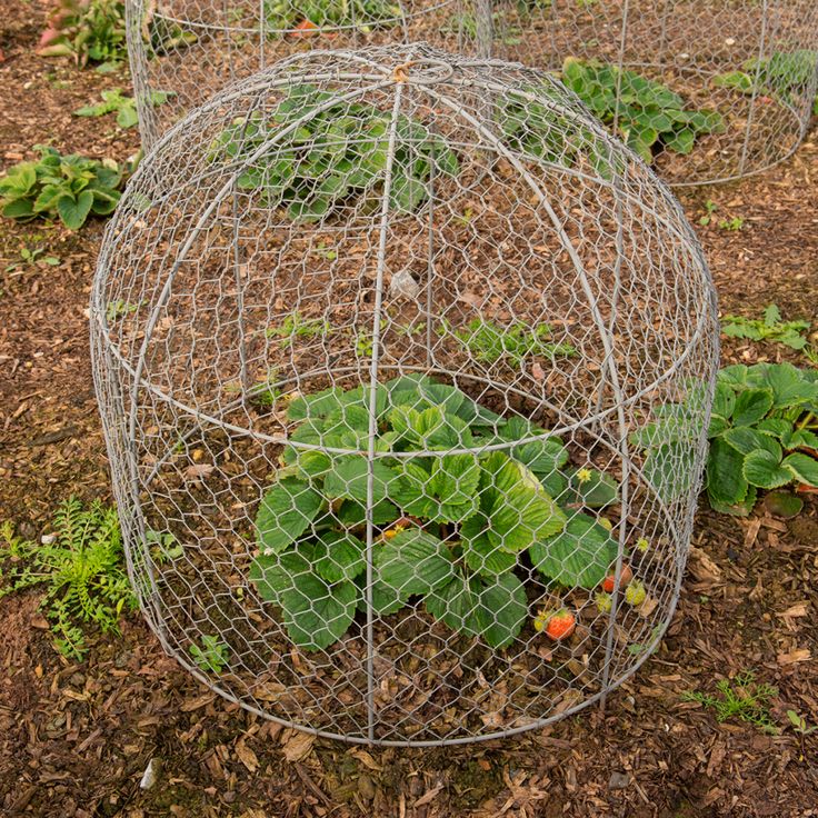 Diy Vegetable Garden Cage