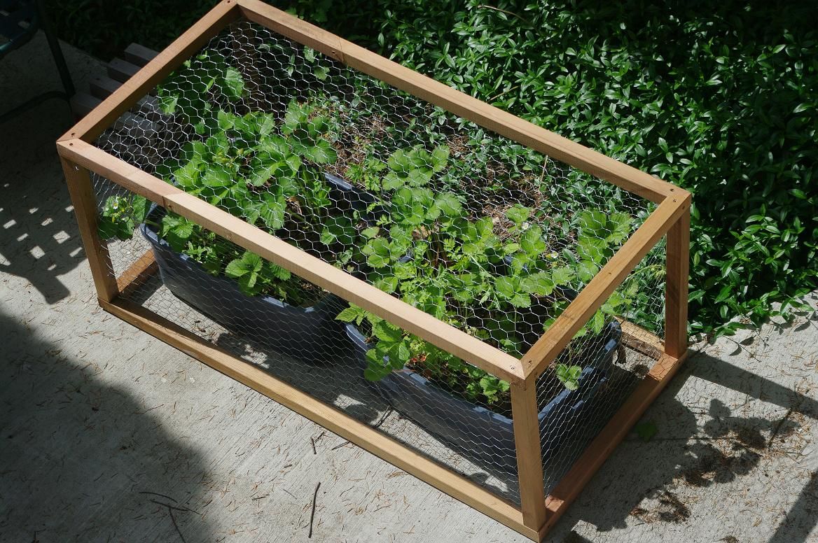Vegetable Cages Plant Protection