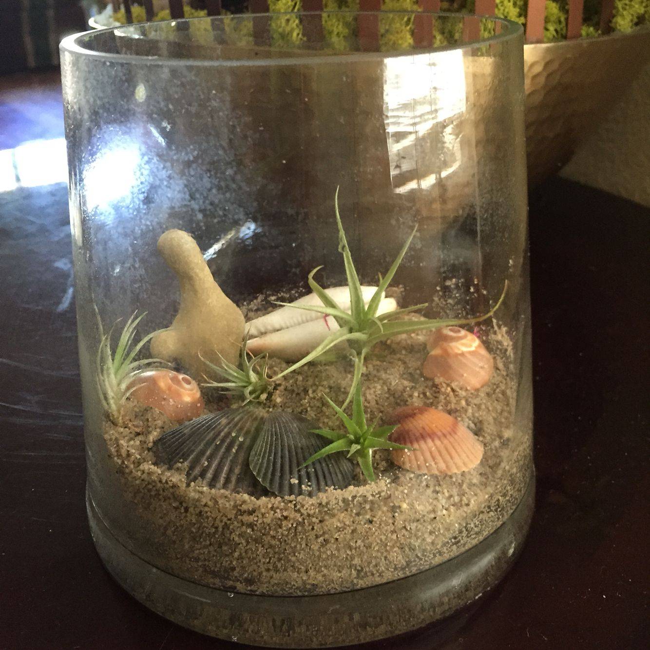 New Air Plant Terrarium