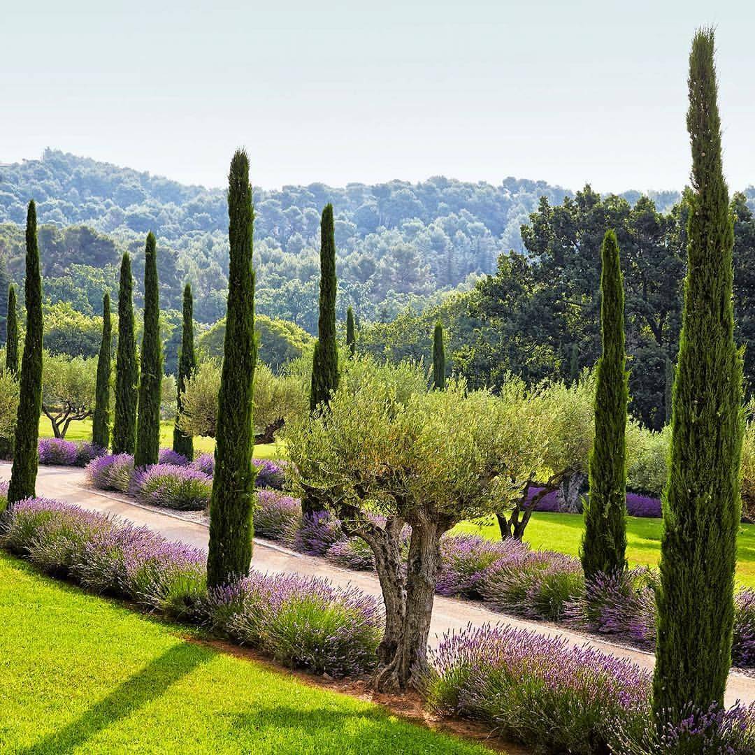 Lavender Cypress Avenue Provence Garden