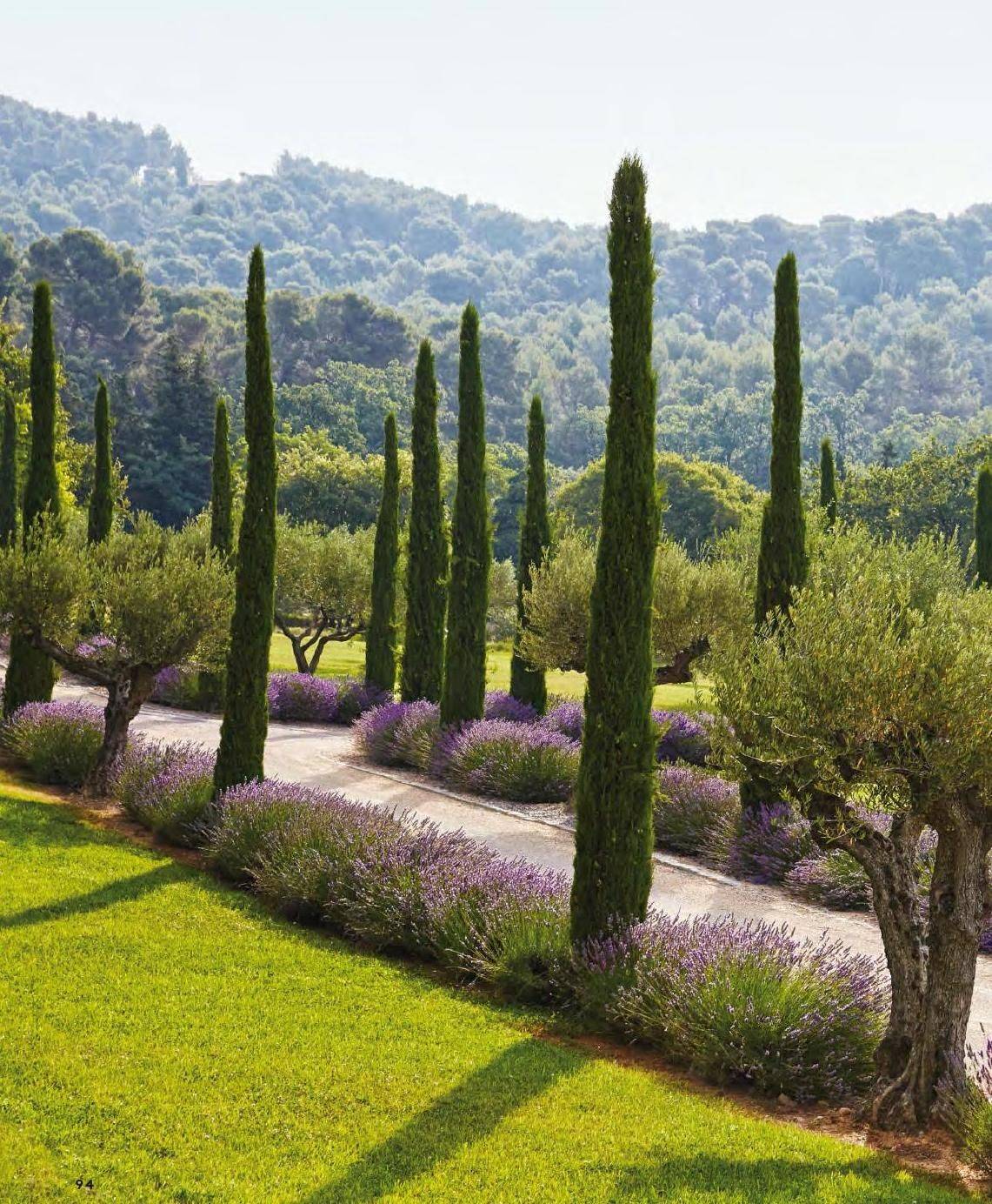Italian Cypress
