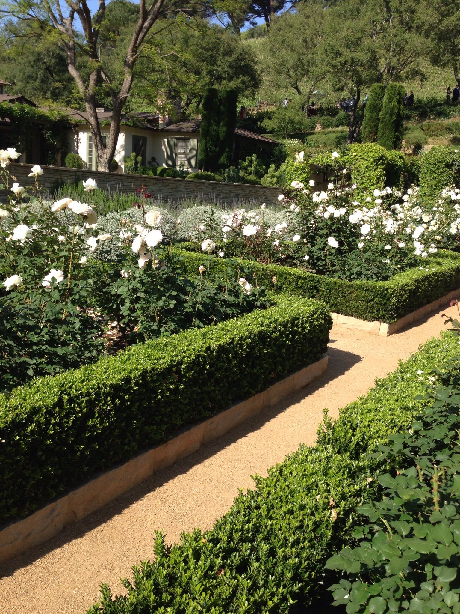 Garden Design Hedges Interior Design