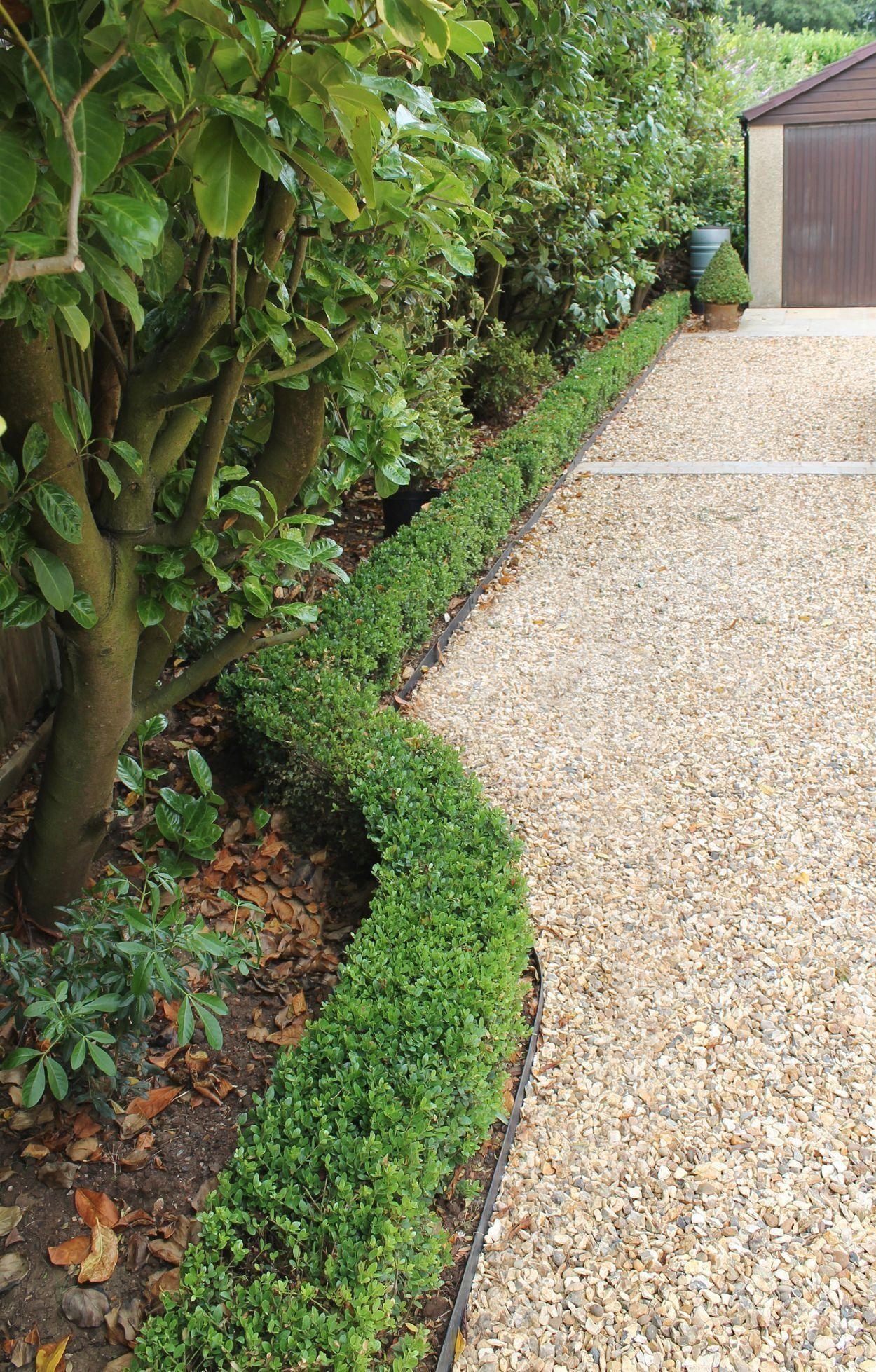 Dwarf Box Hedging