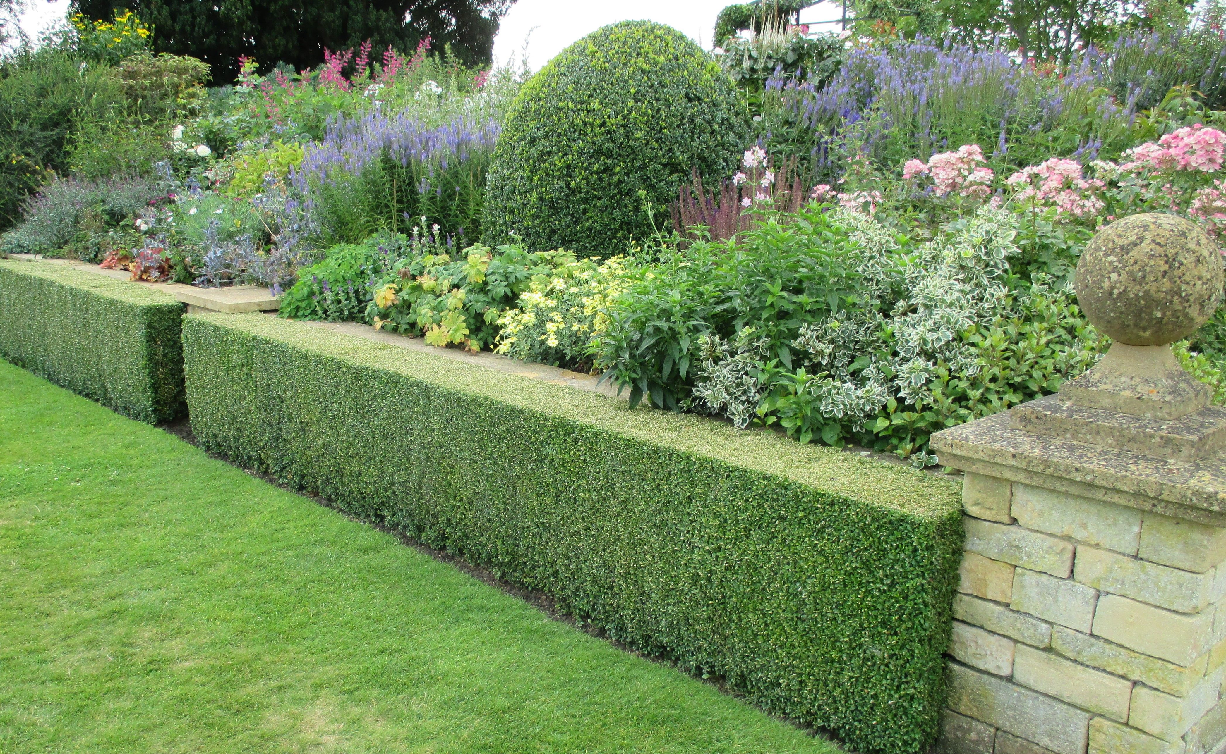 Box Hedge Garden Hedges