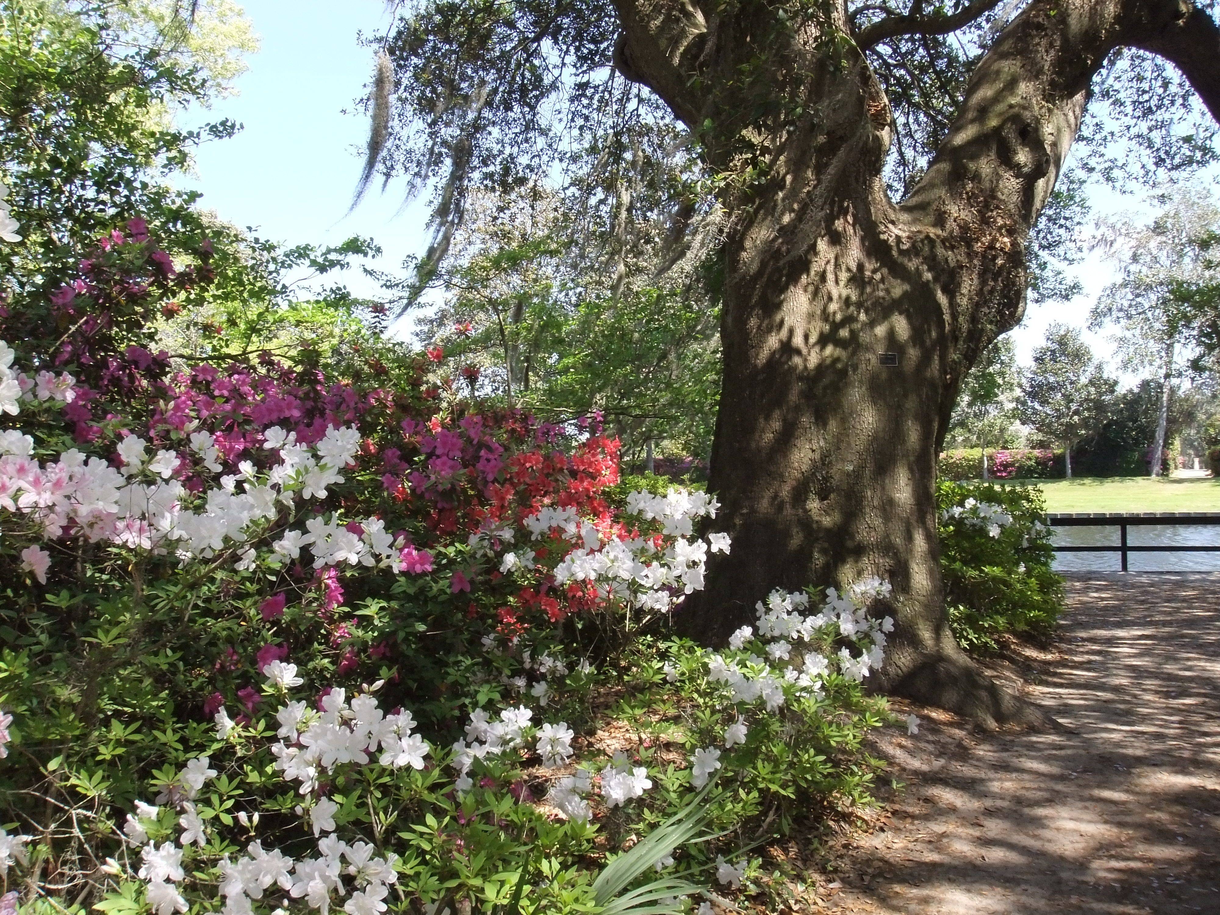 Sc Magnolia Gardens