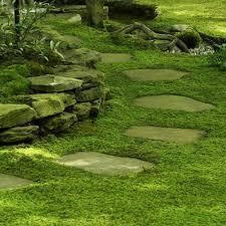 20 Shade Garden with Moss Ideas To Consider SharonSable