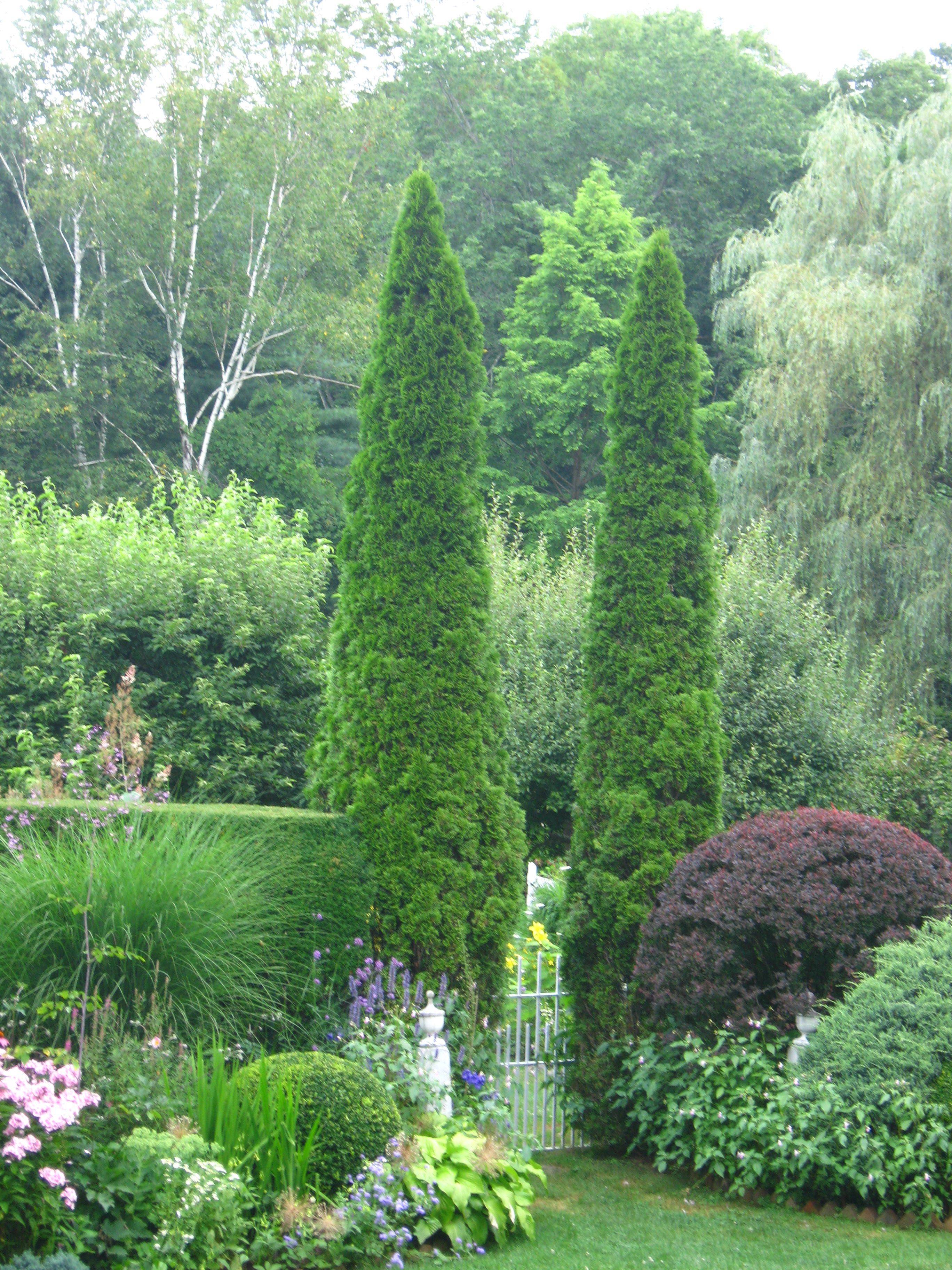 These Italian Cypress